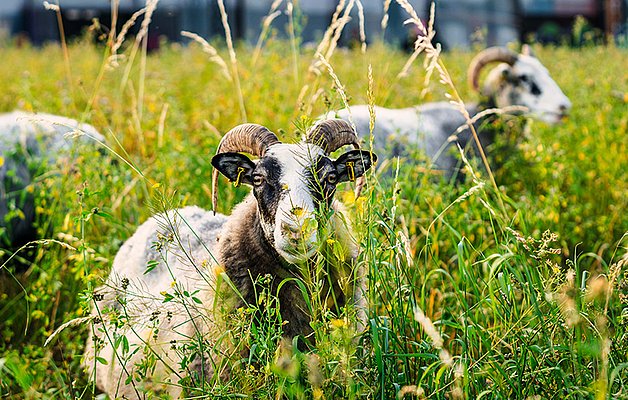 Schaf mit Hörnern frisst in hohem, grünen Gras, weitere Schafe unscharf im Hintergrund.