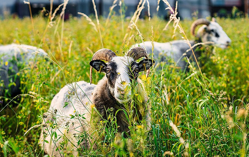 Rebekka Goldstein Schaf mit Hörnern frisst in hohem, grünen Gras, weitere Schafe unscharf im Hintergrund.