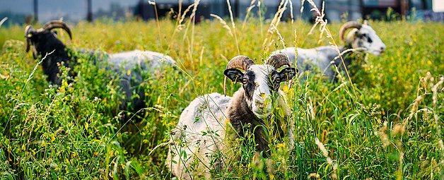 Schaf mit Hörnern frisst in hohem, grünen Gras, weitere Schafe unscharf im Hintergrund.